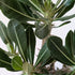 Pachypodium horombense - 13cm pot